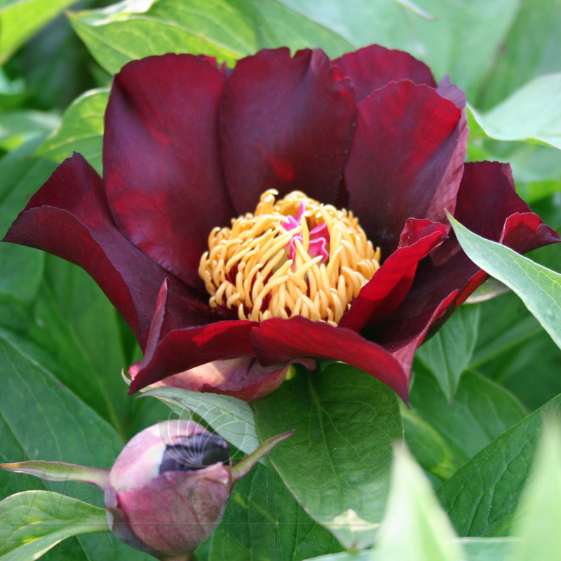 Dark Eyes | Warmerdam Paeonia